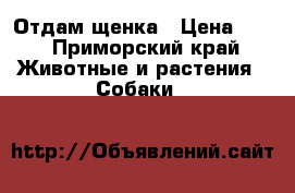 Отдам щенка › Цена ­ 1 - Приморский край Животные и растения » Собаки   